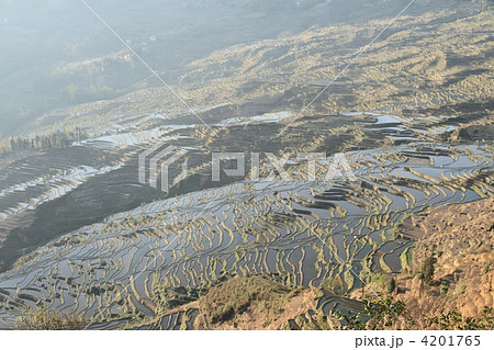 世界最大　雲南省元陽のハニ族棚田 4201765