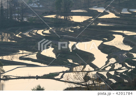 世界最大　元陽のハニ族棚田 4201784