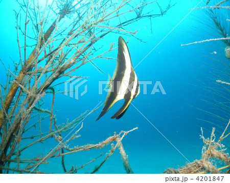 ツバメウオの幼魚 4201847