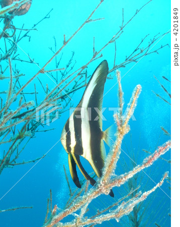 ツバメウオの幼魚 4201849