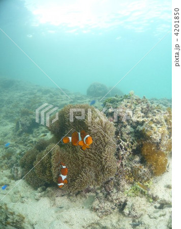 浅瀬でクマノミ発見☆ 浅瀬でクマノミ発見☆ 4201850