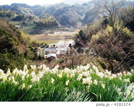 をくずれ水仙郷(千葉県安房郡鋸南町) 4202374