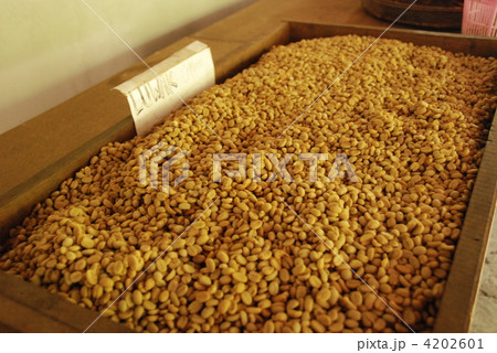 コピルアク(バリ島のコーヒー)の生豆(バリ島/インドネシア) コピルアク(バリ島のコーヒー)の生豆(バリ島/インドネシア) 4202601