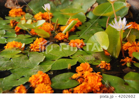 小さな蓮の花（ウブド／バリ島･インドネシア） 4202602