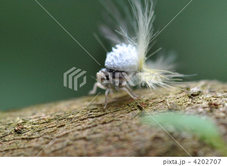 ベッコウハゴロモの幼虫 4202707