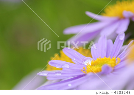 4203243