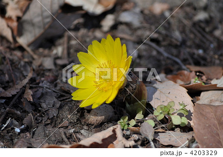 フクジュソウ 4203329