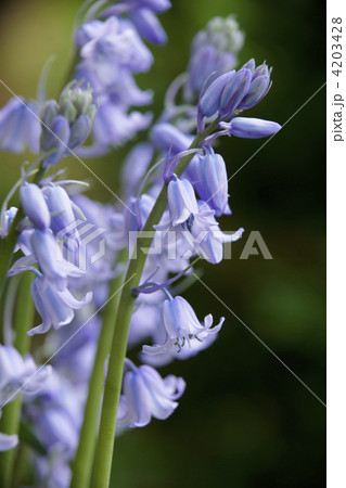 Bluebells 4203428