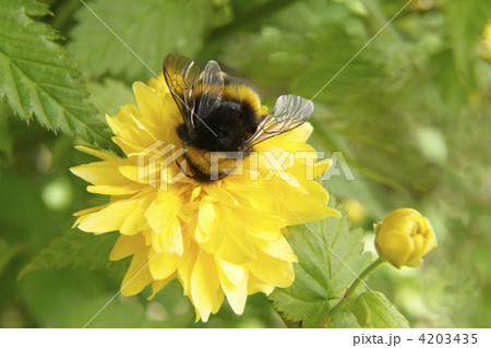 Bumble Bee 4203435