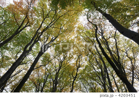 trees trees 4203451