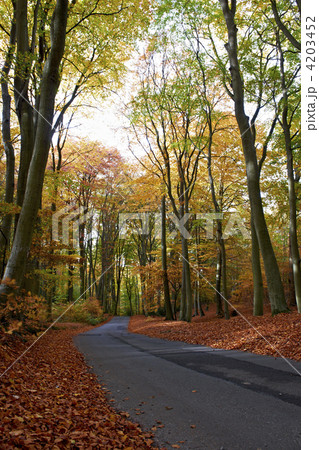 Autumn 4203452