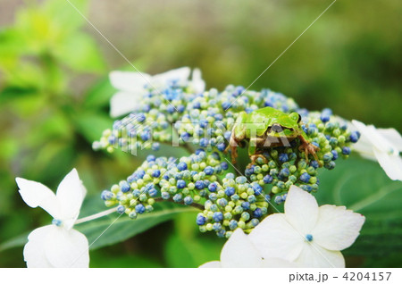 紫陽花とアマガエル 4204157