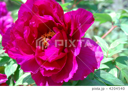 ボタンの花　紫苑 4204540