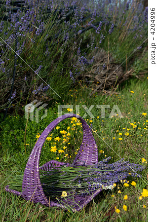 ラベンダー バスケット ラベンダー バスケット 4204996