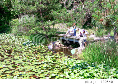 昆虫採集 昆虫採集 4205401