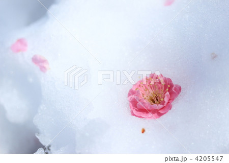 雪の上に落ちている紅梅 4205547
