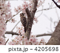 コゲラ 4205698