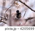 シジュウカラ 4205699