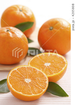 タンカン タンカン 4205808