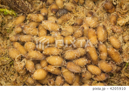 サギソウの球根 4205910