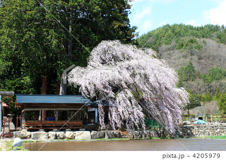 神明神社のしだれ桜 4205979