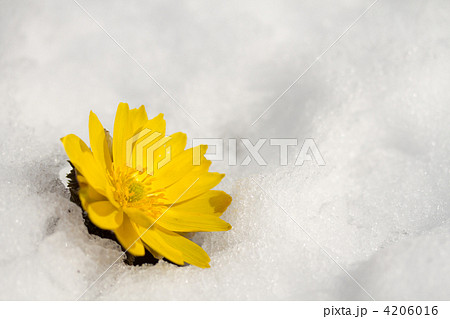 残雪と福寿草 4206016