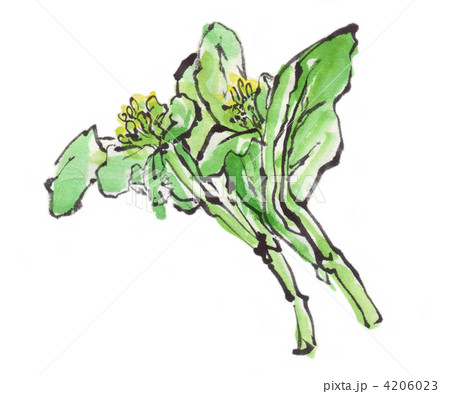 菜の花 4206023