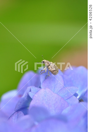 紫陽花とコフキゾウムシ 4206526