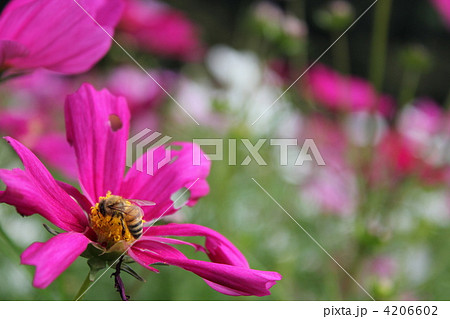 枯れたガーベラの写真素材