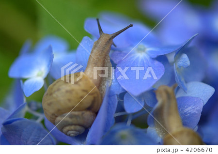 紫陽花とカタツムリ 紫陽花とカタツムリ 4206670