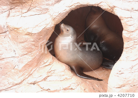 アザラシ アザラシ 4207710