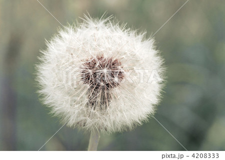 dandelion clock on blurry background 4208333
