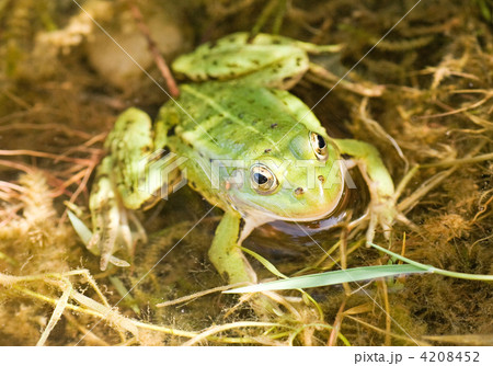 green frog in a water 4208452