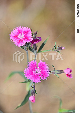 ナデシコの花 4208466