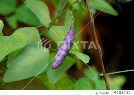 ノササゲ豆果 ノササゲ豆果 4208559