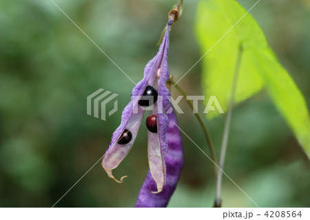 ノササゲ豆果 4208564