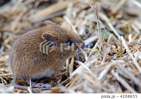 野ねずみ 4208655
