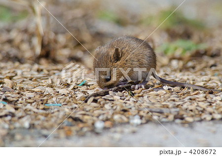 野ねずみ 野ねずみ 4208672