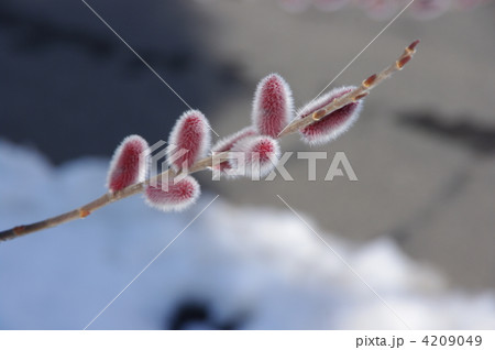ネコヤナギの花穂　早春のネコヤナギ 4209049