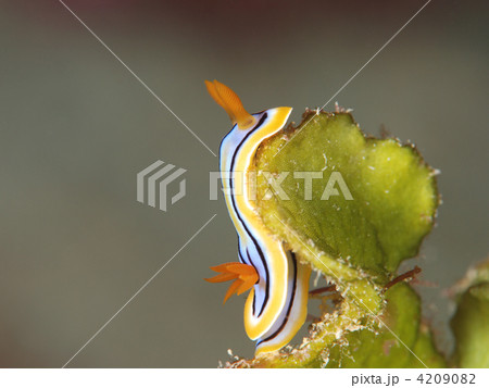 立ちはだかる壁はのぼれ 立ちはだかる壁はのぼれ 4209082