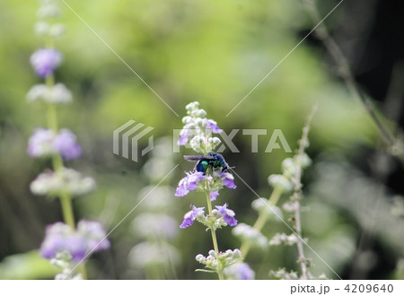 タイワンニンジンボクの花に遊ぶセイボウ(青蜂) タイワンニンジンボクの花に遊ぶセイボウ(青蜂) 4209640