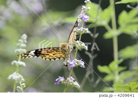 タイワンニンジンボクの花に遊ぶヒョウモンチョウ 4209641