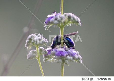 タイワンニンジンボクの花に遊ぶセイボウ（青蜂） 4209646