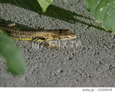 獲物を狙うカナヘビ 獲物を狙うカナヘビ 4209649