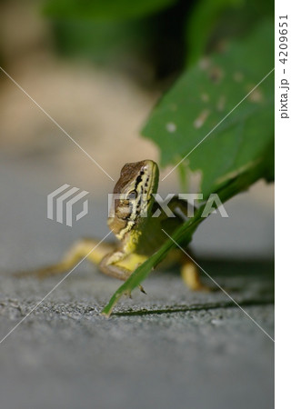 獲物を狙うカナヘビ 獲物を狙うカナヘビ 4209651