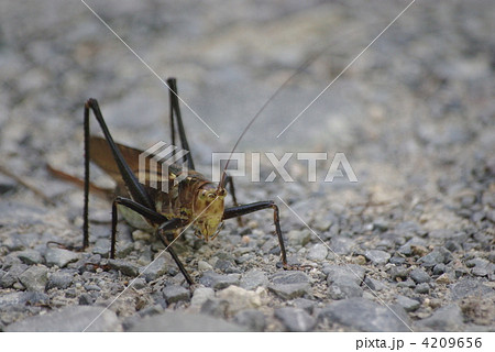 路上のキリギリス 4209656