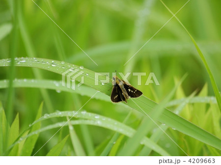 夏草に休らうセセリチョウ 4209663