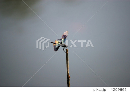 棒の先に止まるチョウトンボ 棒の先に止まるチョウトンボ 4209665
