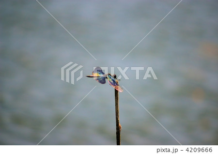 棒の先に止まるチョウトンボ 4209666