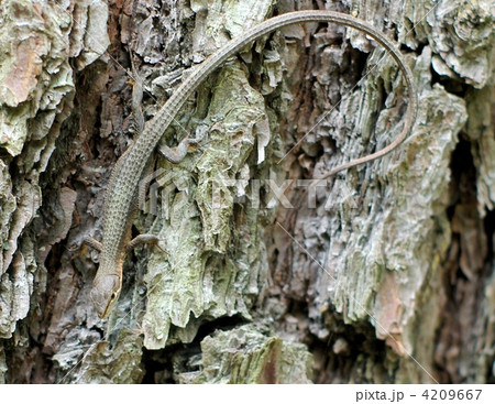 末の木に潜むカナヘビ 末の木に潜むカナヘビ 4209667